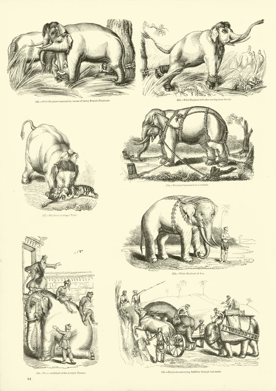 Page from The Pictorial Museum of Animated Nature by English School