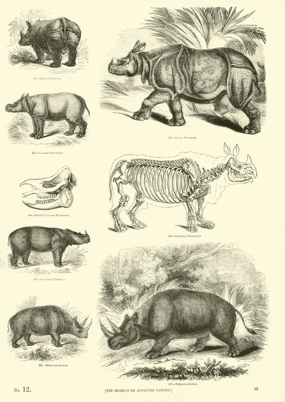 Page from The Pictorial Museum of Animated Nature by English School