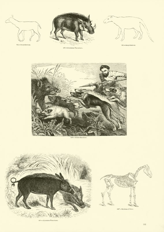 Page from The Pictorial Museum of Animated Nature by English School