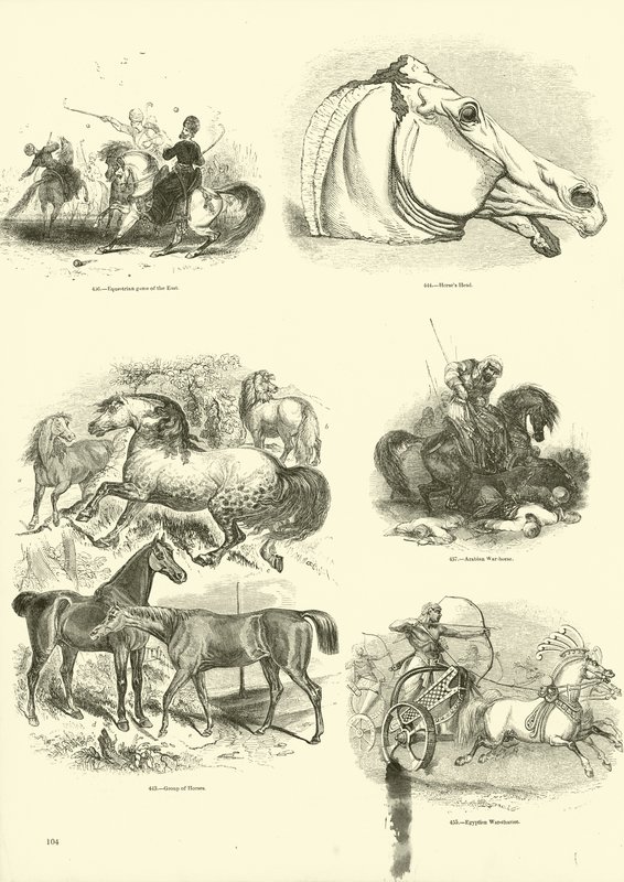 Page from The Pictorial Museum of Animated Nature by English School