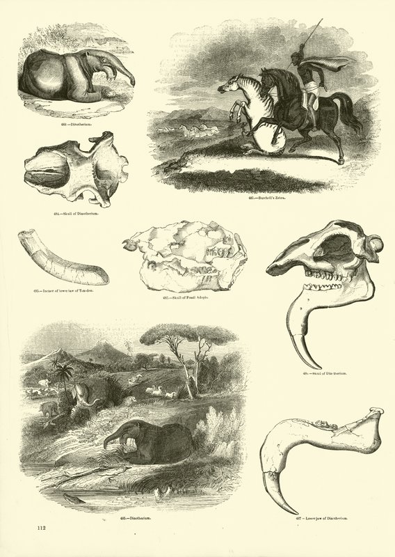 Page from The Pictorial Museum of Animated Nature by English School