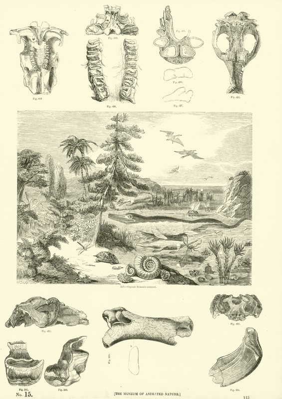 Page from The Pictorial Museum of Animated Nature by English School