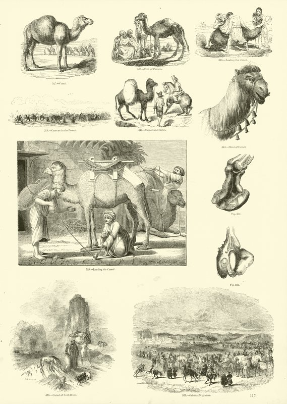 Page from The Pictorial Museum of Animated Nature by English School