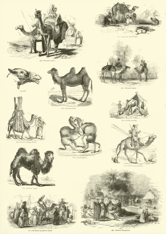 Page from The Pictorial Museum of Animated Nature by English School