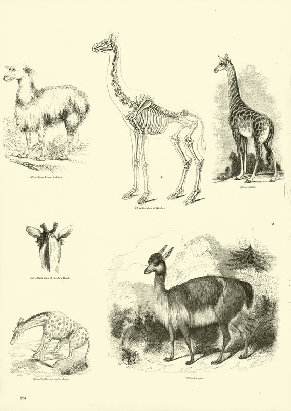 Page from The Pictorial Museum of Animated Nature by English School