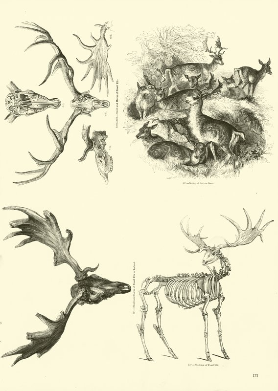 Page from The Pictorial Museum of Animated Nature by English School