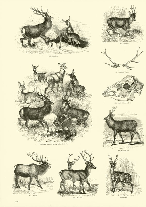 Page from The Pictorial Museum of Animated Nature by English School