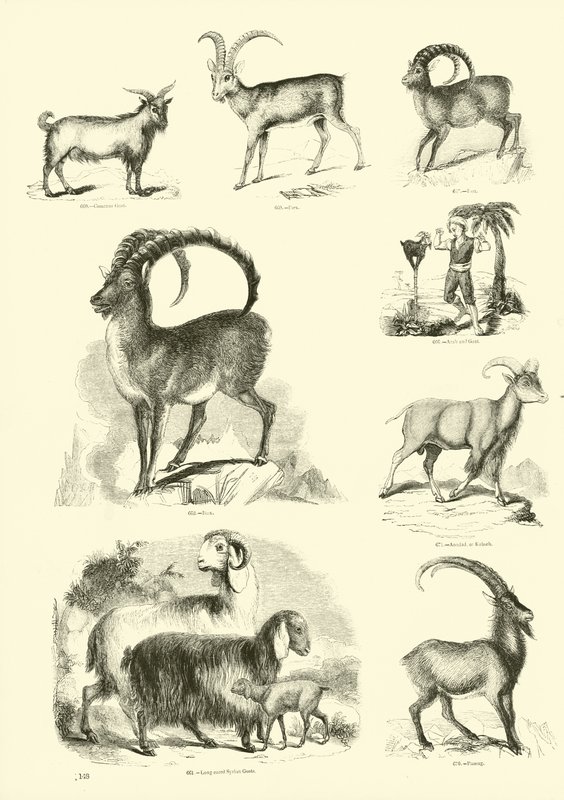 Page from The Pictorial Museum of Animated Nature by English School