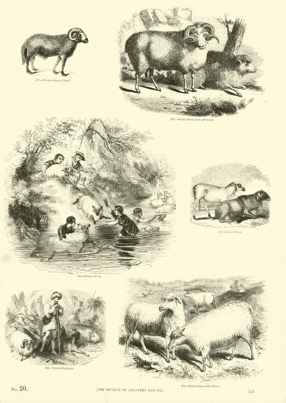 Page from The Pictorial Museum of Animated Nature by English School