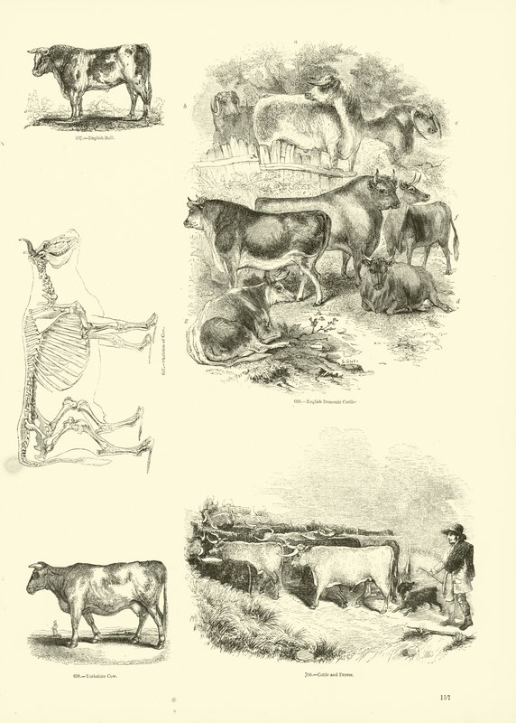 Page from The Pictorial Museum of Animated Nature by English School