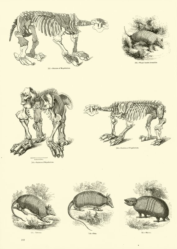 Page from The Pictorial Museum of Animated Nature by English School