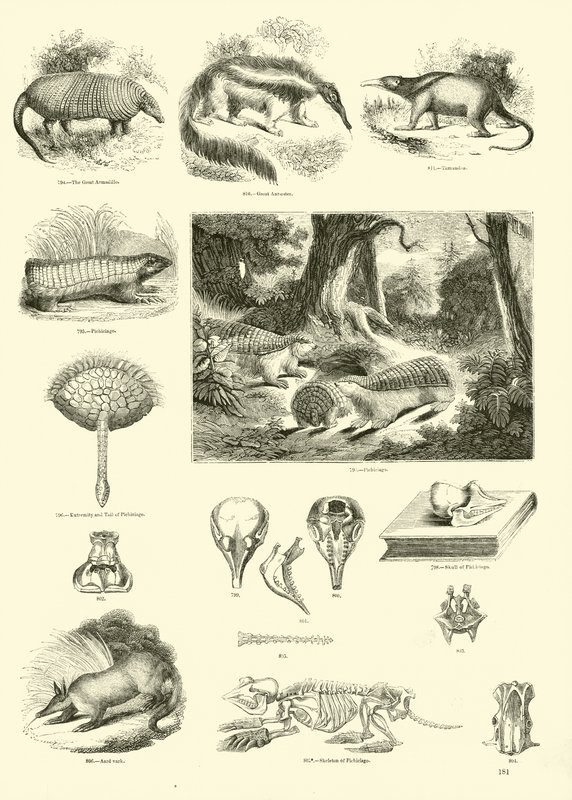 Page from The Pictorial Museum of Animated Nature by English School