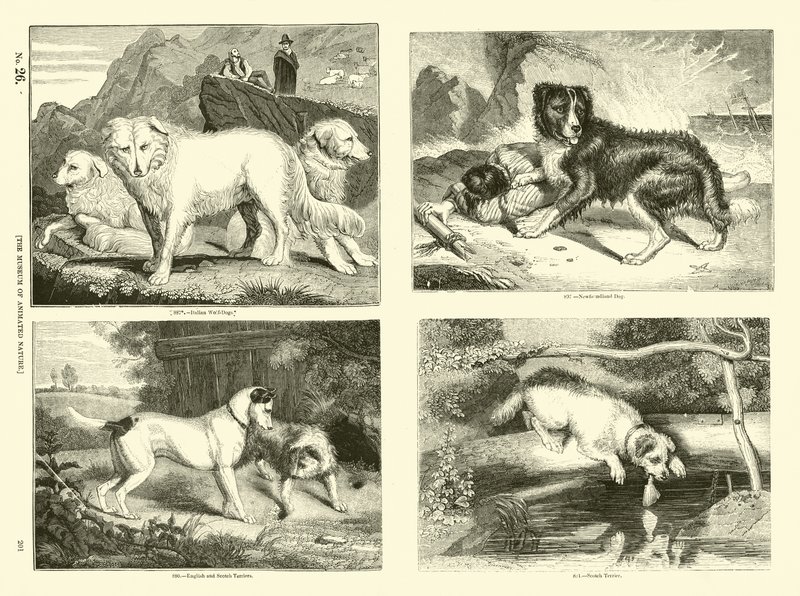 Page from The Pictorial Museum of Animated Nature by English School