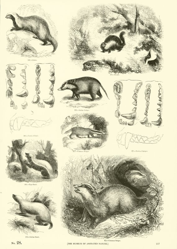 Page from The Pictorial Museum of Animated Nature by English School