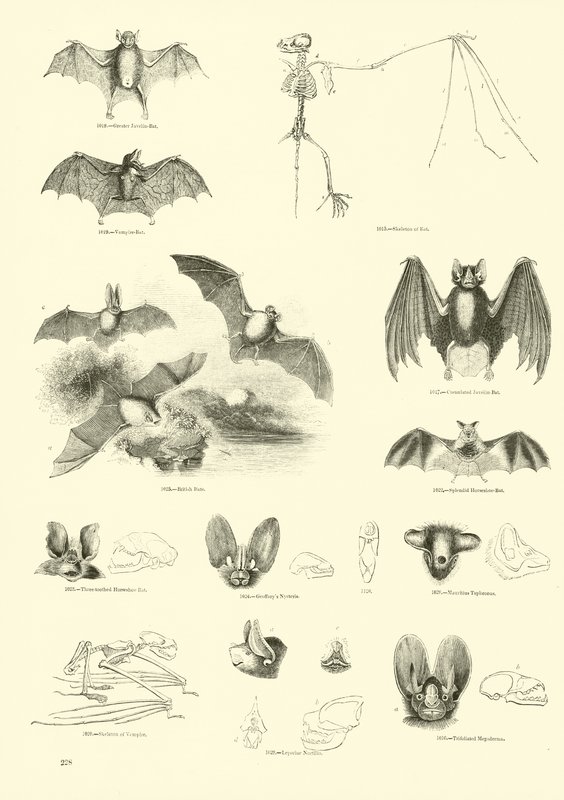 Page from The Pictorial Museum of Animated Nature by English School