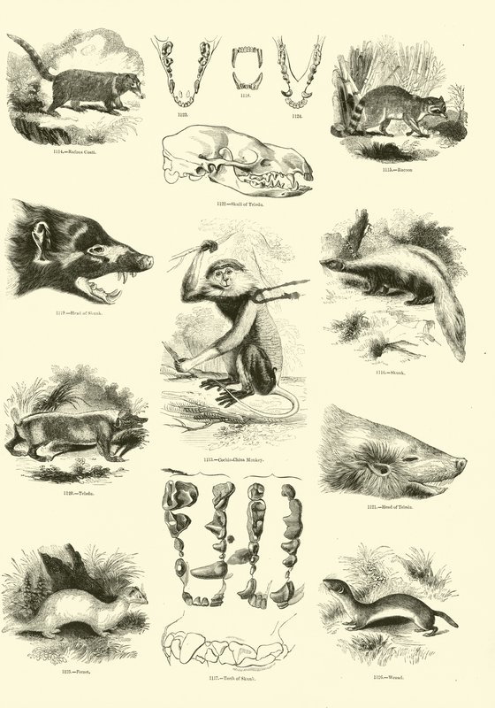 Page from The Pictorial Museum of Animated Nature by English School