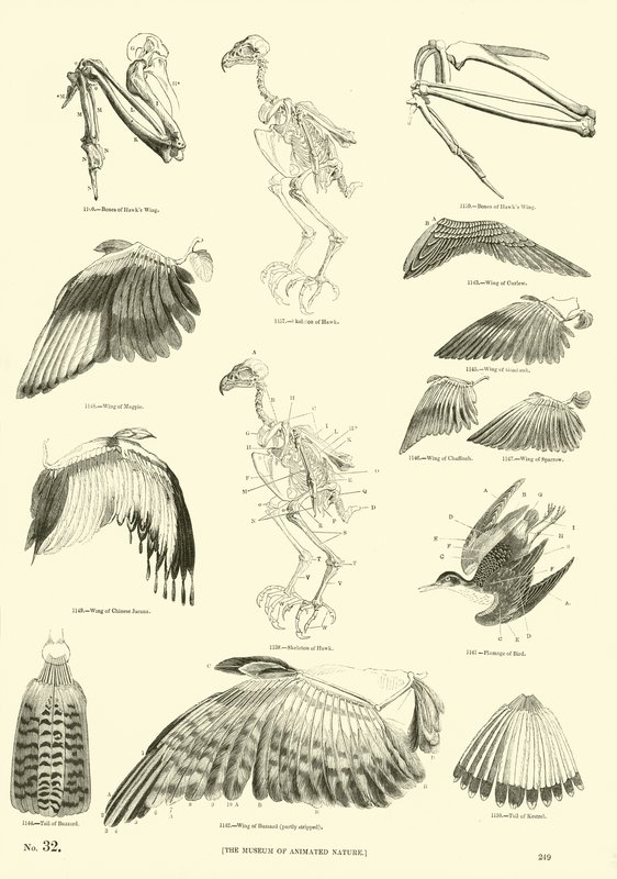 Page from The Pictorial Museum of Animated Nature by English School