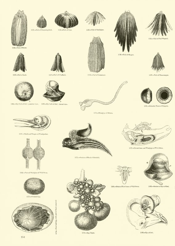 Page from The Pictorial Museum of Animated Nature by English School