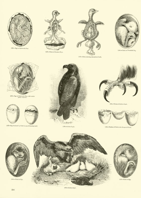 Page from The Pictorial Museum of Animated Nature by English School