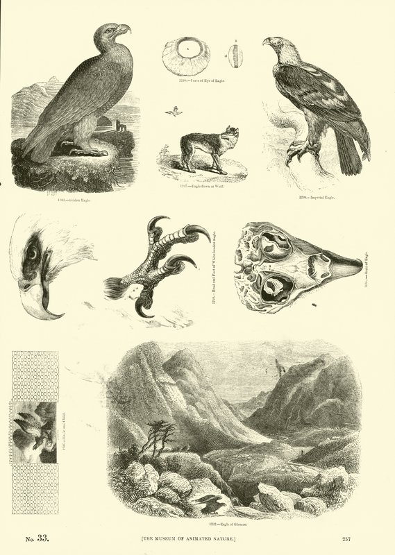 Page from The Pictorial Museum of Animated Nature by English School