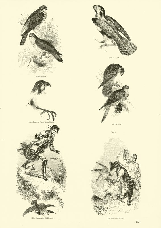 Page from The Pictorial Museum of Animated Nature by English School