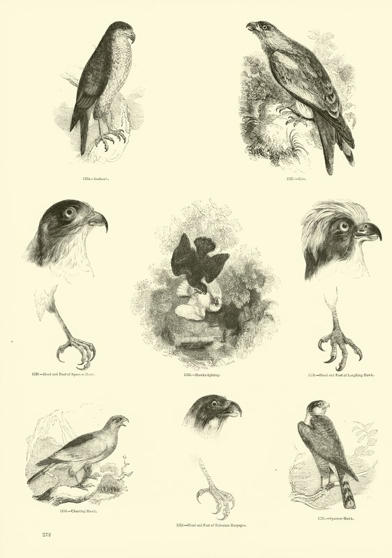 Page from The Pictorial Museum of Animated Nature by English School