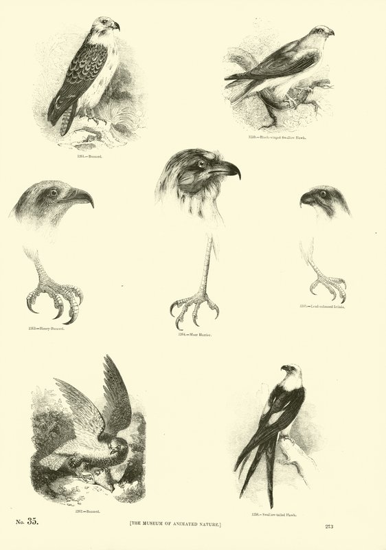 Page from The Pictorial Museum of Animated Nature by English School