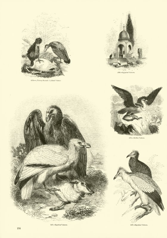 Page from The Pictorial Museum of Animated Nature by English School