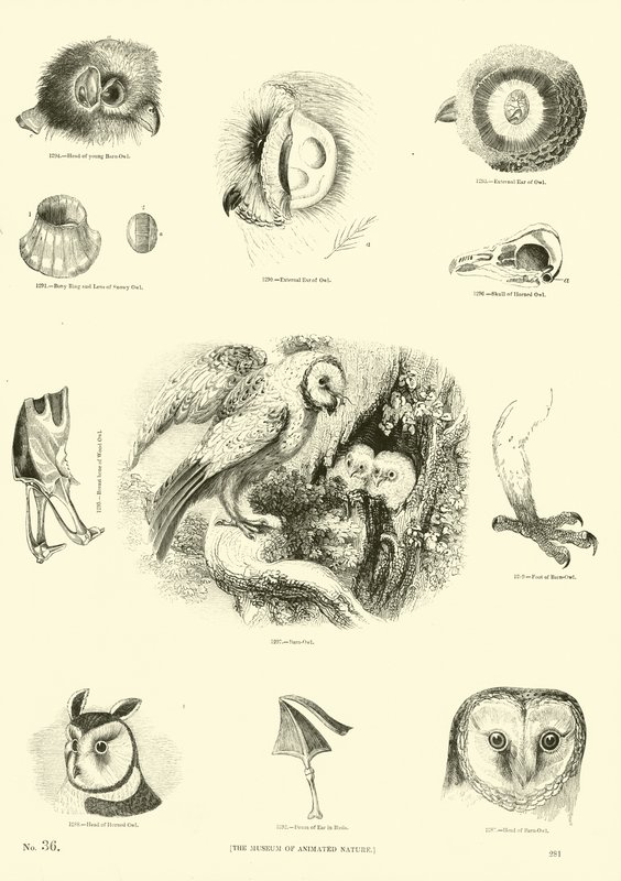 Page from The Pictorial Museum of Animated Nature by English School