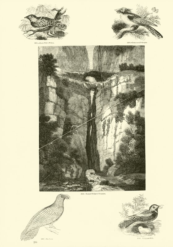 Page from The Pictorial Museum of Animated Nature by English School