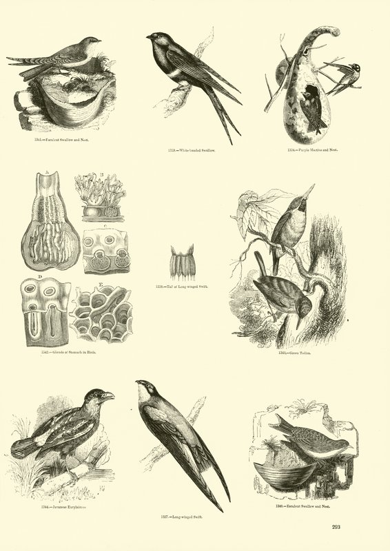 Page from The Pictorial Museum of Animated Nature by English School