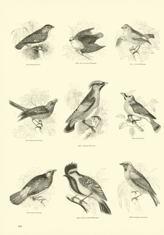Page from The Pictorial Museum of Animated Nature by English School