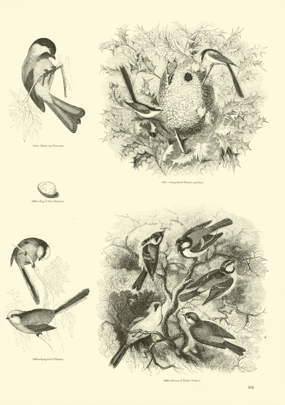 Page from The Pictorial Museum of Animated Nature by English School