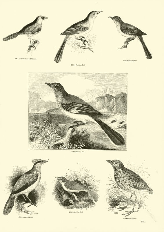 Page from The Pictorial Museum of Animated Nature by English School