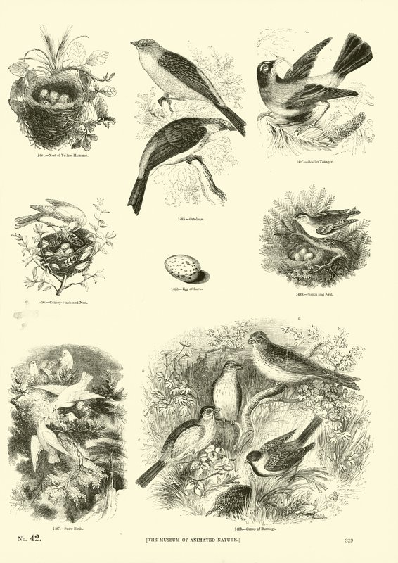 Page from The Pictorial Museum of Animated Nature by English School