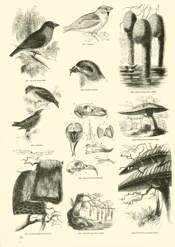 Page from The Pictorial Museum of Animated Nature by English School