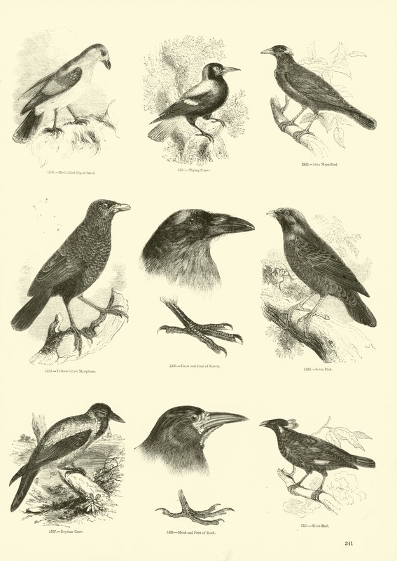 Page from The Pictorial Museum of Animated Nature by English School