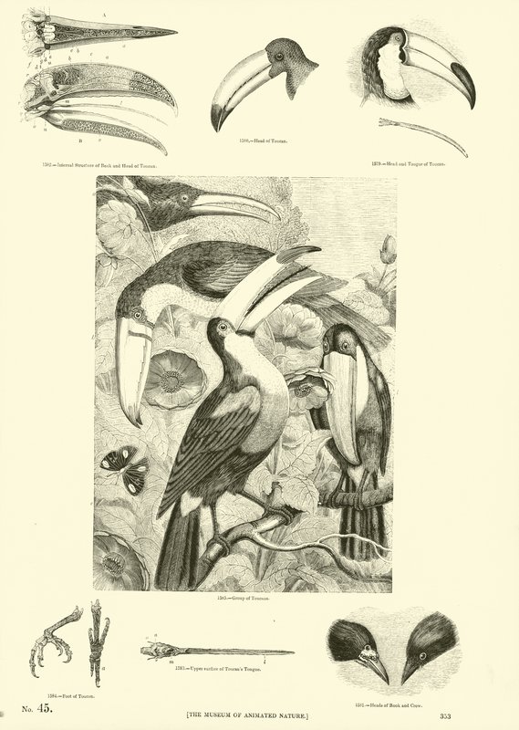 Page from The Pictorial Museum of Animated Nature by English School