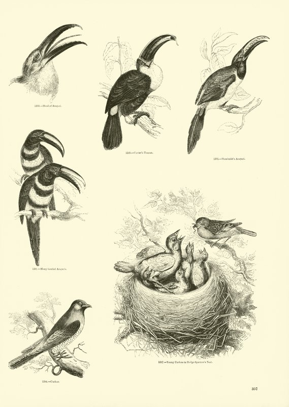 Page from The Pictorial Museum of Animated Nature by English School