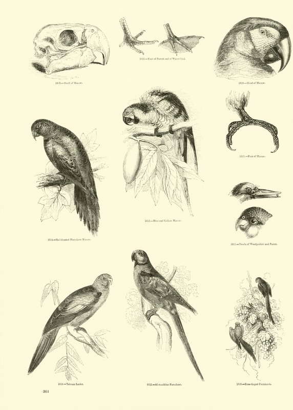 Page from The Pictorial Museum of Animated Nature by English School