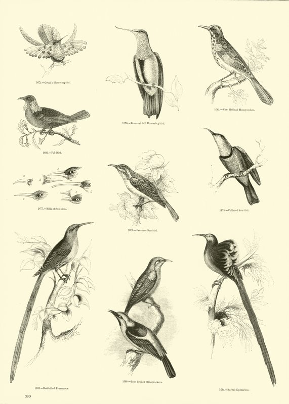 Page from The Pictorial Museum of Animated Nature by English School