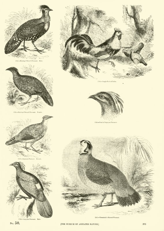 Page from The Pictorial Museum of Animated Nature by English School