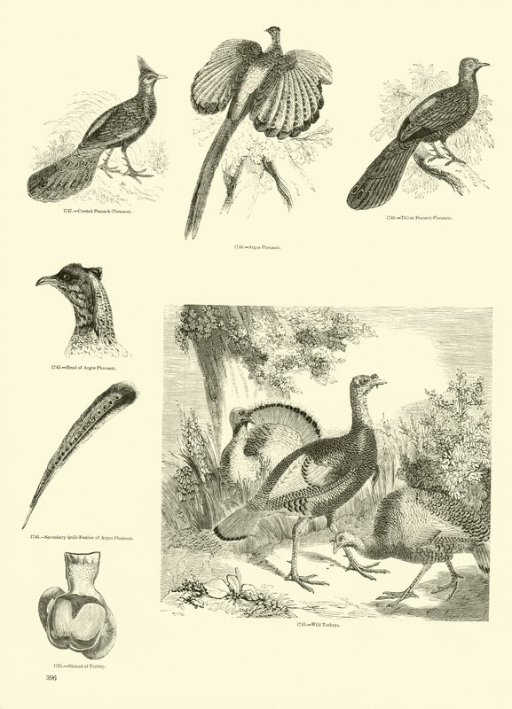 Page from The Pictorial Museum of Animated Nature by English School