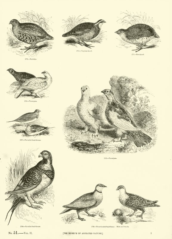 Page from The Pictorial Museum of Animated Nature by English School