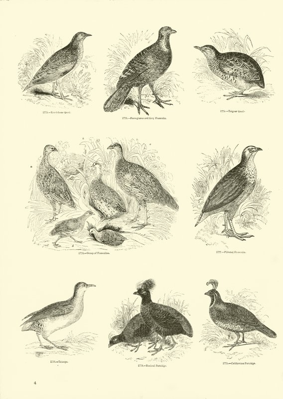 Page from The Pictorial Museum of Animated Nature by English School