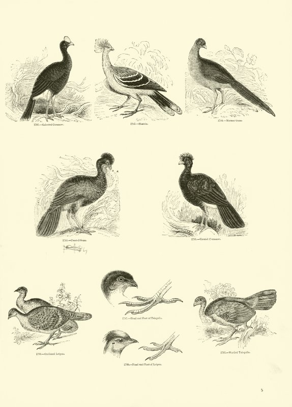 Page from The Pictorial Museum of Animated Nature by English School