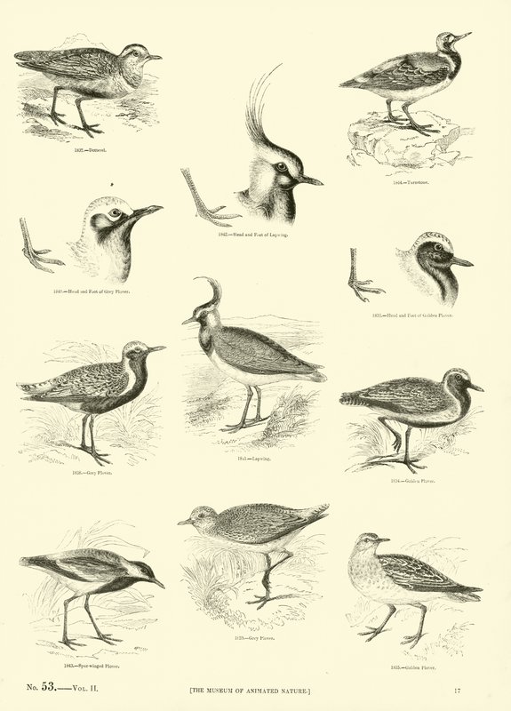 Page from The Pictorial Museum of Animated Nature by English School