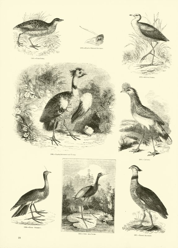 Page from The Pictorial Museum of Animated Nature by English School