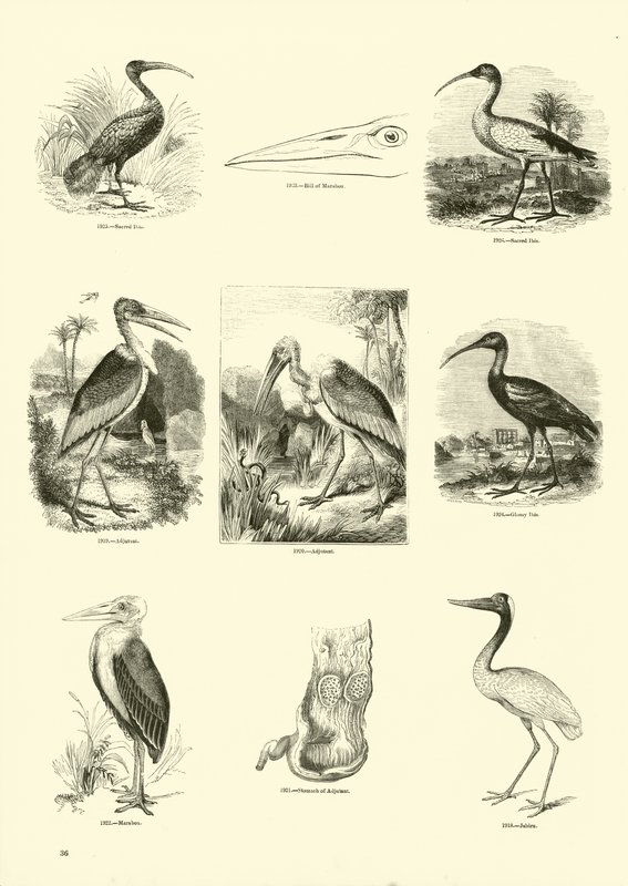 Page from The Pictorial Museum of Animated Nature by English School