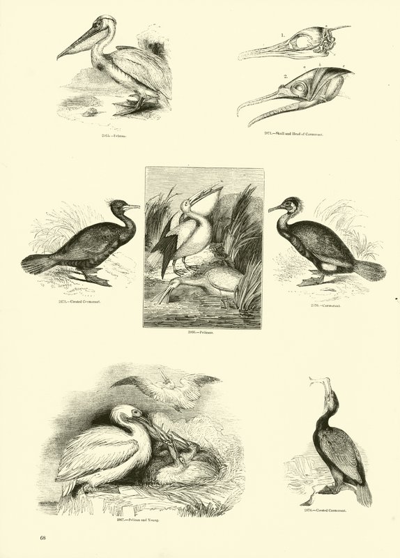 Page from The Pictorial Museum of Animated Nature by English School